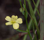 Stiff yellow flax